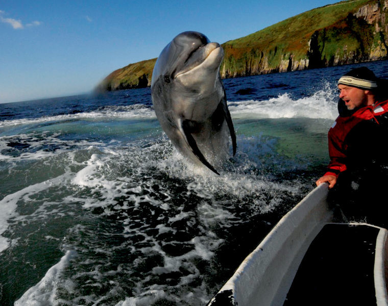 Dingle Dolphin Boat Tours