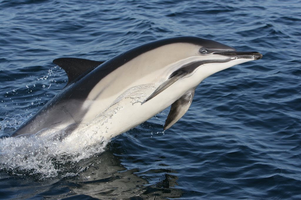 Common dolphin in West Cork