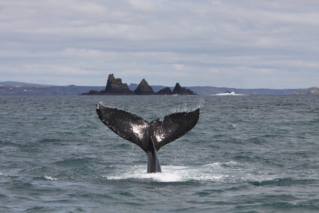Whale watching in West Cork